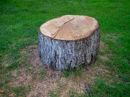  South Corning, NY Tree Removal Pros