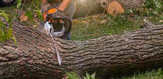 Best Tree Trimming and Pruning  in South Corning, NY