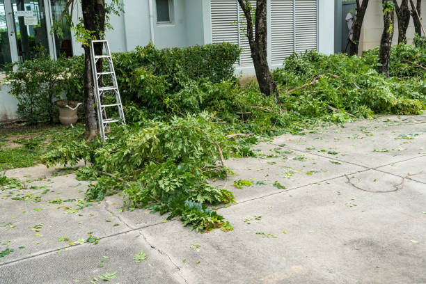 Best Tree Cabling and Bracing  in South Corning, NY