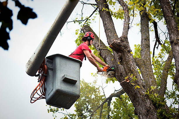 Best Commercial Tree Services  in South Corning, NY